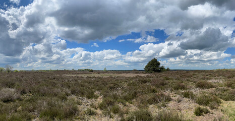 Scenery of  the Sallandse Heuvelrug National Park