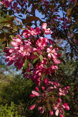 Japanese flowering crabapple (Malus floribunda). A low tree growing in a park in the city center. Pink flowers blooming in spring