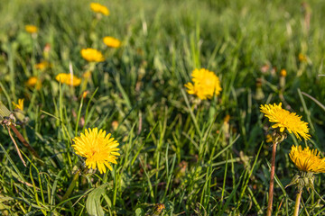 Dandelions in the park. Yellow flowers growing in a meadow on a sunny day
