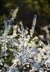 Beautiful cherry flowers close up