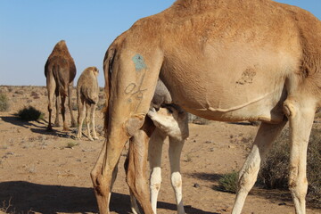small camel drink milk nature