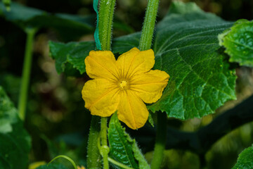 Blossom plant of cucumber Cucumis sativus. Cucumber flower close-up. Soft selective focus.