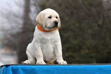 the yellow labrador puppy on the blue