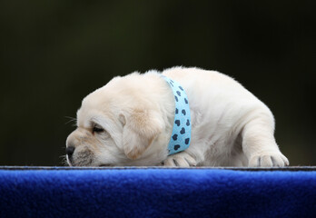 sweet yellow labrador puppy on the blue