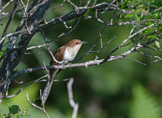Black-billed Cuckoo