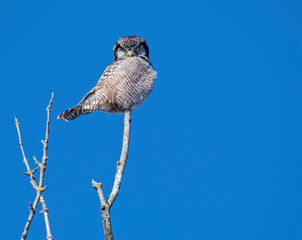 Northern Hawk Owl