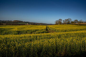 Obraz premium Paysage campagne 857