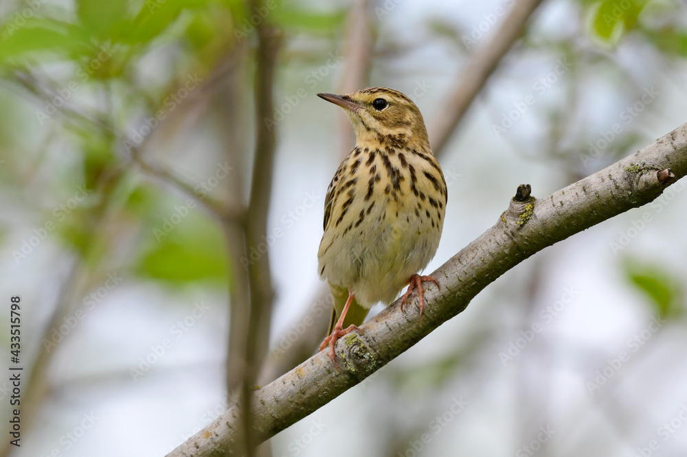 Wall mural Tree Pipit // Baumpieper (Anthus trivialis)