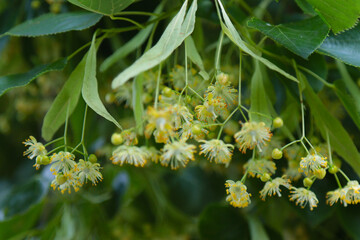 Linden tree inflorescence.
