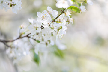 Spring flowering trees. Plenty of flowers on cherry and plum. Blue sky in the background