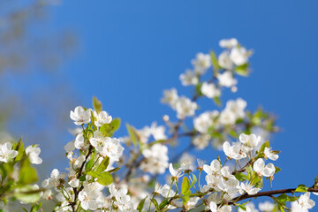 Blossoming spring garden. Plenty of white cherry tree flowers. Sunny day. Blue sky on background