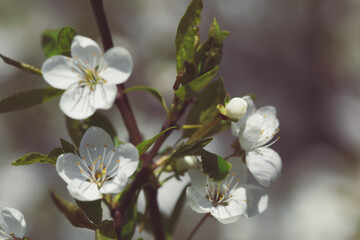 Blossoming cherry. Close-up of flowers and buds on the tree. You can see the petals and stamens, the inflorescences. Spring Orchard