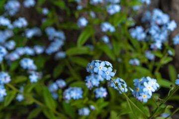 Close-up of forget-me-not flowers (Myosotis L.), with bright green leaves, tiny blue flowers on a blurred background