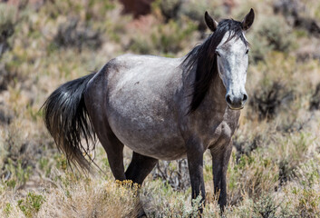 Obraz na płótnie Canvas Wild White and Black Horse in a Field