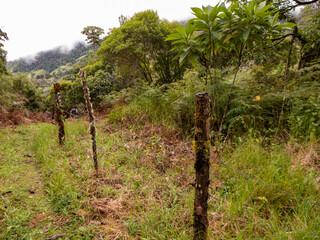 Fototapeta premium Der Tropische Bergwald am Cerro de la Muerte bei einer Wanderung durch das Savegre Tal in Costa Rica.