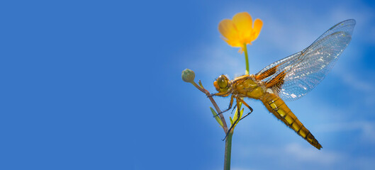Libellula depressa (female) - dragonfly (Broad-bodied chaser) sitting on a flower