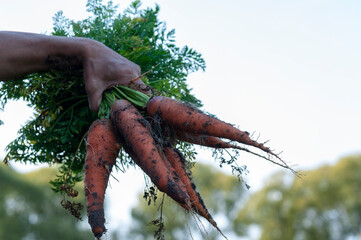 Large carrots in the farmer's hand, the concept of a good harvest