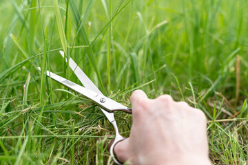 Fototapeta premium a man's hand mows the lawn with scissors, the concept of cutting and mowing the lawn