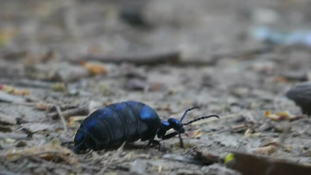 Blue meloe violaceus, the violet oil beetle walking on stone in forest, 4k footage