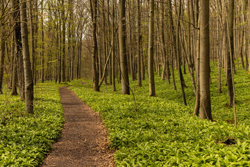 hiking trail in the Hainich National Park in Thuringia