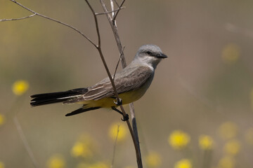 Western Kingbird Perched on a Branch in the Springtime