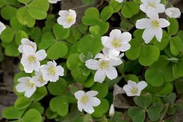 Common wood sorrel, Oxalis acetosella.