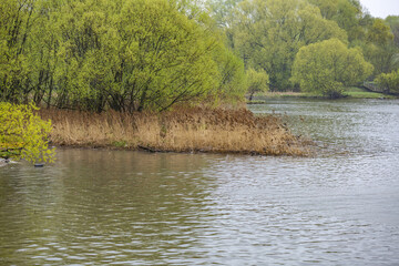 Reeds or Scirpus. Genus of perennial and annual plants of the Cyperaceae family. Lake shore on a cloudy rainy day © ironstuffy