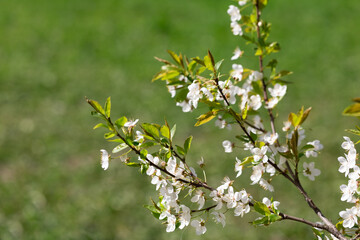 A branch of cherry blossoms against the background of green grass. Lots of white flowers. Copyspace