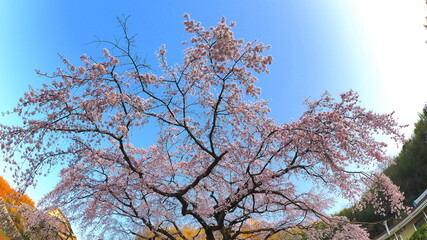 綾川町しだれ桜2
