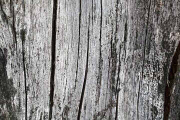 Old and weathered gray colored spruce wood