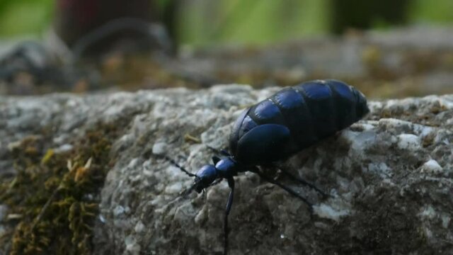 Beautiful blue meloe violaceus, the violet oil beetle walking on stone in forest, 4k footage