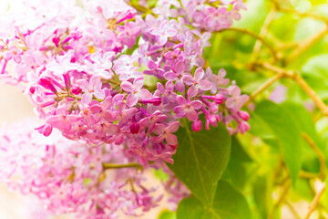 purple blooming varietal double lilac with green leaves in spring garden
