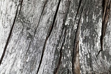 Old and weathered gray colored spruce wood