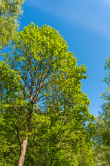 Treetop or crown of the tree. Deciduous tree foliage.