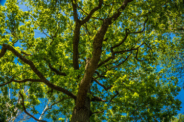 green oak tree foliage view from bottom 
