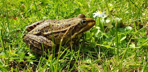 frog in the grass