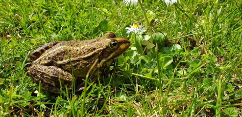 frog in the grass