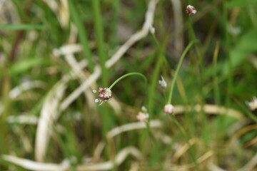The propagule (Bulbil) of Wild rocambole. Propagule (Bulbil) is a sucpaste and spherical bud attached to the root of a leaf that is edible. Amaryllidaceae perennial bulbous plant.