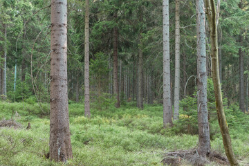Sudety. Gęsty świerkowy las na zboczu góry. © boguslavus