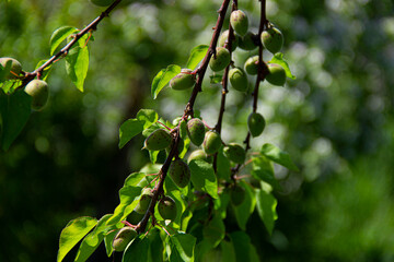 Fototapeta premium Armenian apricot and green leaves