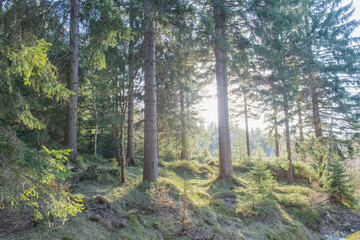 Zachodzące słońce oświetlające swym blaskiem świerkowy, górski las. - obrazy, fototapety, plakaty