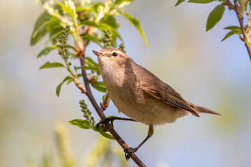 Common chiffchaff, lat. phylloscopus collybita, sitting on branch of bush in spring and looking for food