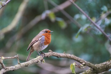 Singing European Robin on the branch.