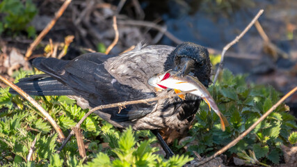 The hooded crow has caught a fish in the river and is holding it in its beak.