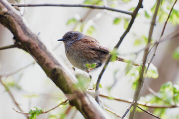 A Dunnock is sitting on a branch.