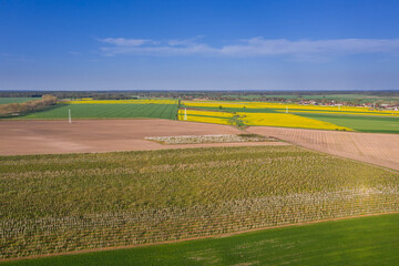 Obraz premium Sad wiosną. Kwitnące drzewa owocowe.