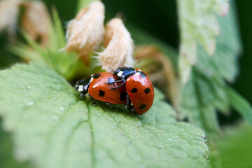 Obraz premium Two ladybirds mating on the leaf