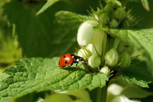 Close-up image of a Ladybird on a green leaf.