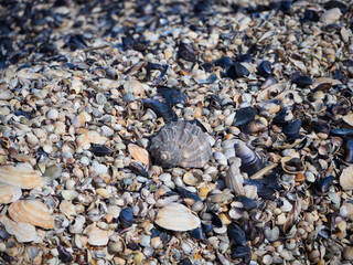 A large rapana shell lies on a pile of colorful small shells on the sea beach. Focus on the center. Natural summer background