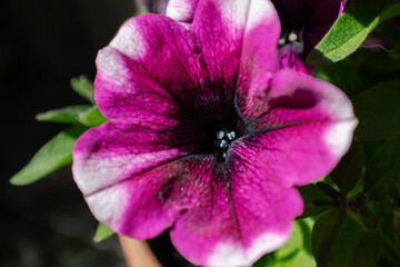 Surfinia Flower - Outside
